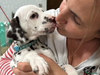 Dalmatian dogs for sale - Advert 1
