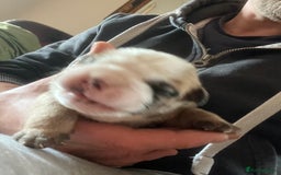 English Bulldog dogs for sale: English bulldogs - Advert 21