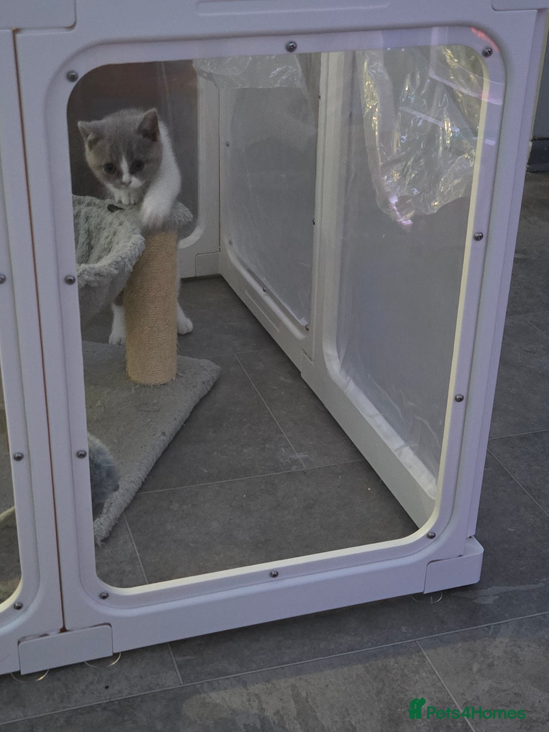 British Shorthair cats for sale: British short hair boy ready now - Image 15