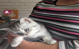British Shorthair cats for sale: Beautiful British Short Hair Boys  - Image 3