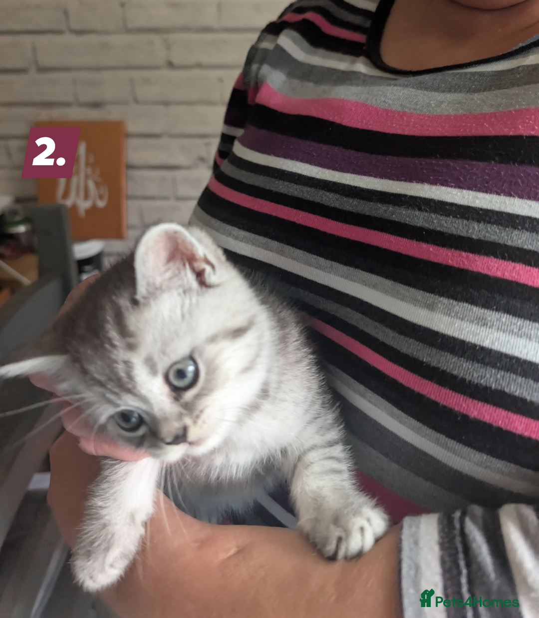 British Shorthair cats for sale: Beautiful British Short Hair Boys  - Image 3