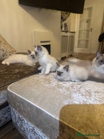 Ragdoll cats - Advert 4