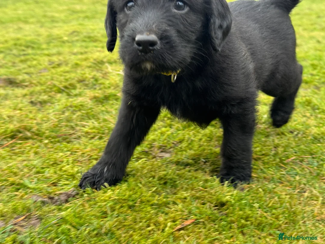 Labradoodle dogs for sale: Labradoodle F1 Puppies Health Tested Parents   - Advert 18