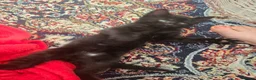 Mixed Breed cats for sale: Vaccinated microchipped BOY KITTEN🐾ready-LAST ONE - Advert 12