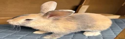 Mixed Breed rabbits for sale: Bonded Pair of Female Rabbits + Full Setup – £300 - Advert 4