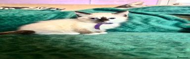 Ragdoll Kitten 3