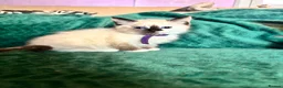 Ragdoll cats for sale: Ragdoll cross kittens  - Advert 33
