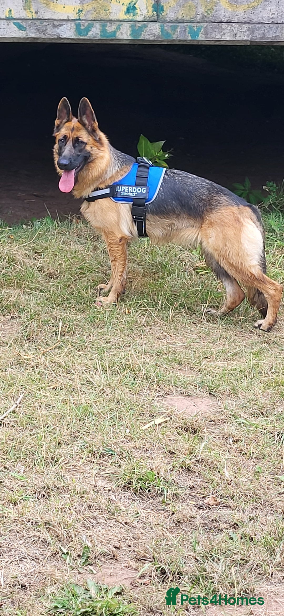 German Shepherd dogs for sale: Friendly Female German Shepherd –Strong Bloodlines - Advert 6