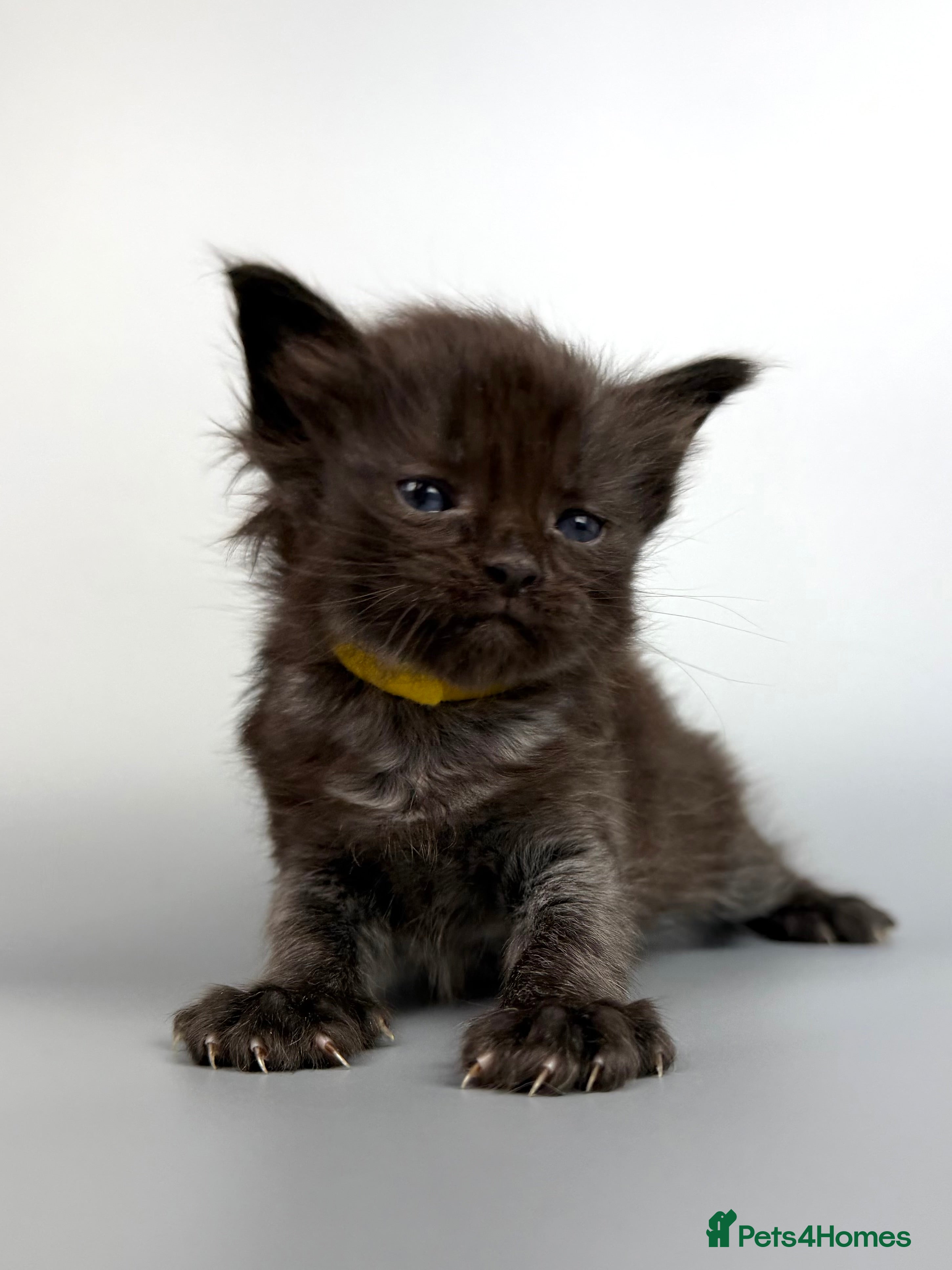 Mixed Breed cats 🤍 RAGDOLL X MC KITTENS | HEALTH-TESTED PARENTS - Advert 5