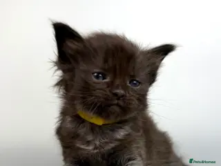 Mixed Breed cats 🤍 RAGDOLL X MC KITTENS | HEALTH-TESTED PARENTS - Advert 5