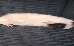 Guinea Pig rodents for sale: 6 baby girl guinea pigs  - Image 4