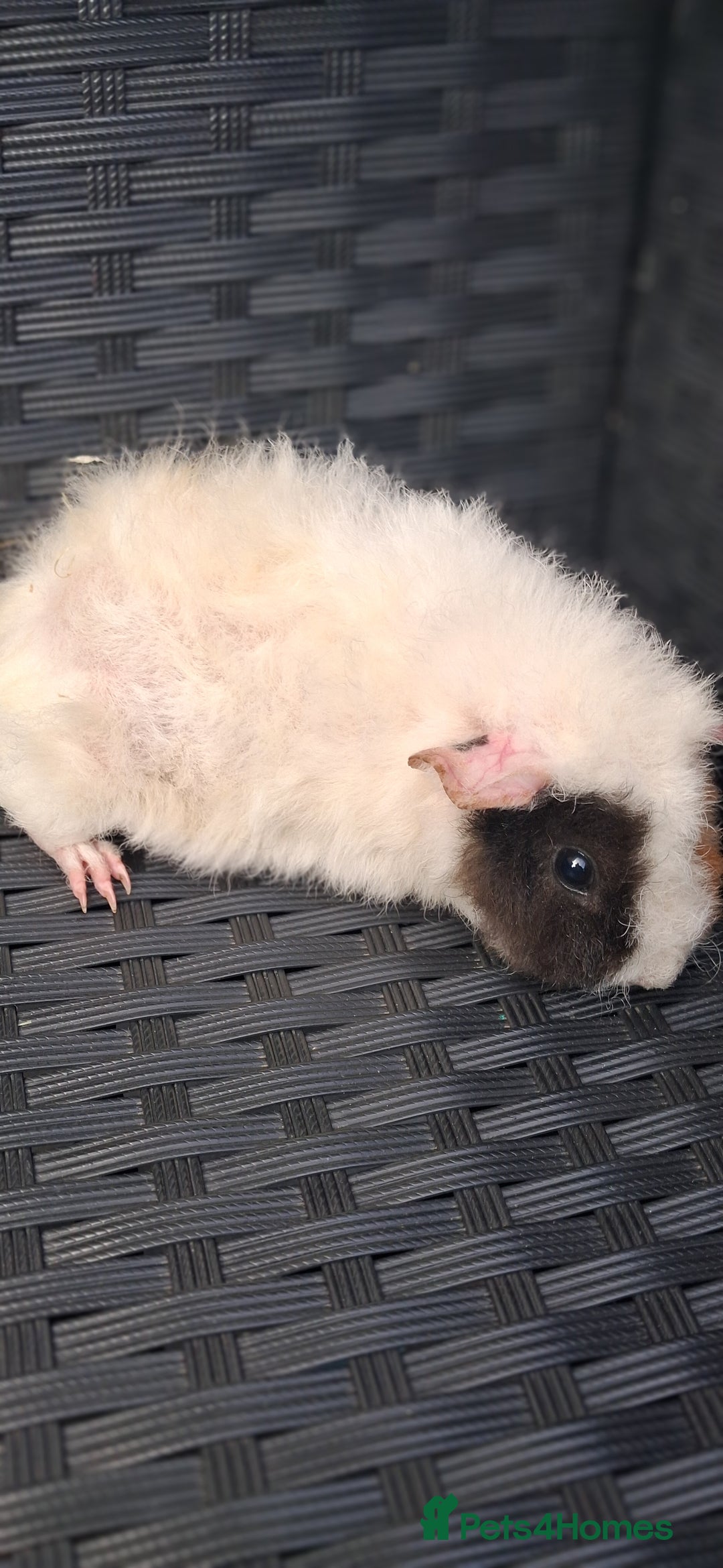 Guinea Pig rodents for sale: 6 baby girl guinea pigs  - Image 4