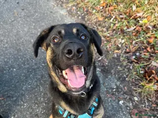 Mixed Breed dogs Louis - Advert 13