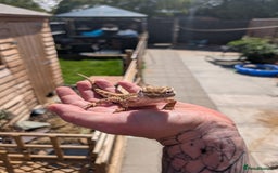 Bearded Dragon reptiles for sale: All reptile rescue  - Image 3