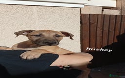 Mixed Breed dogs for sale: Mixed breed pups available  - Image 6