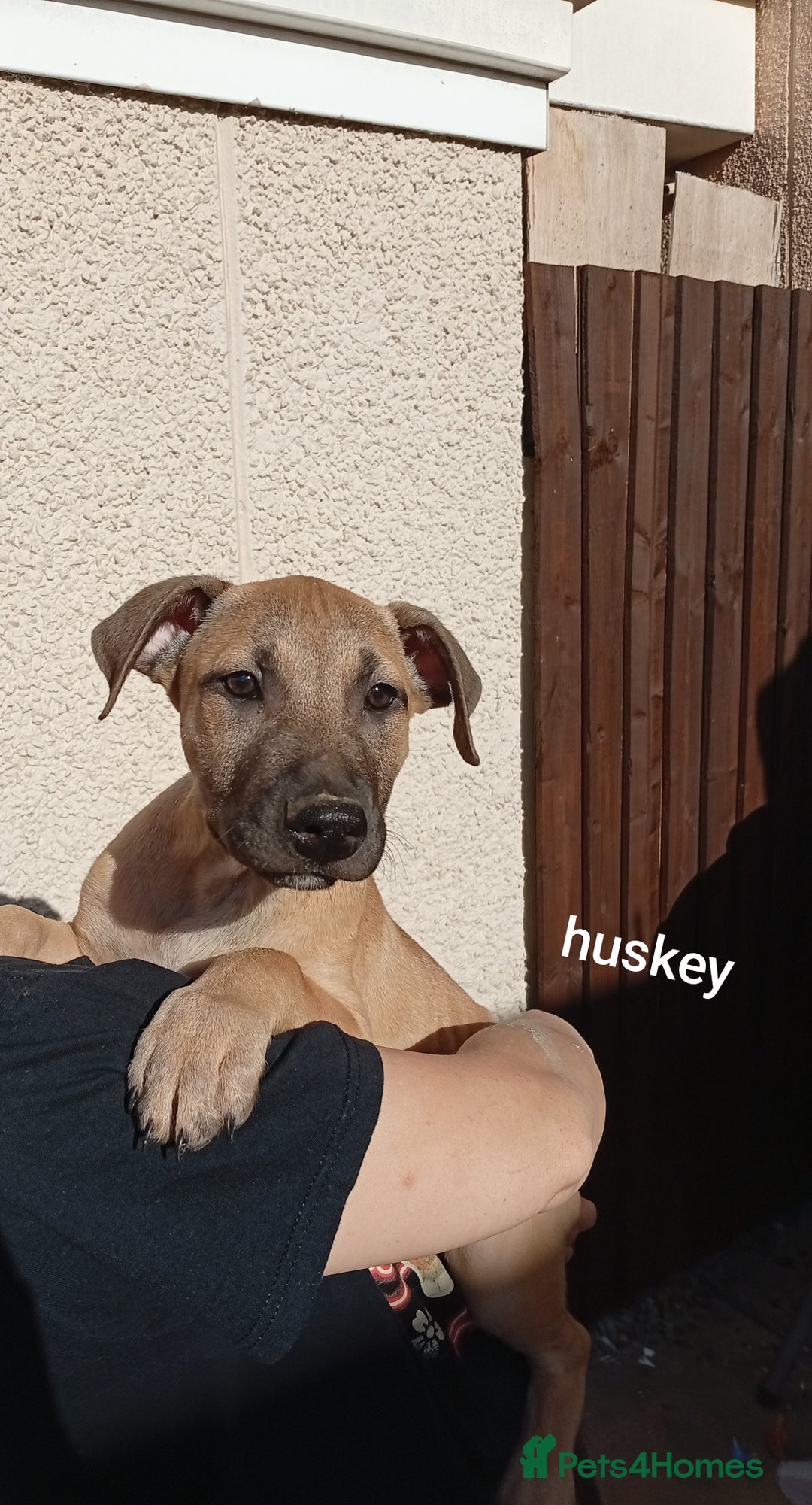 Mixed Breed dogs for sale: Mixed breed pups available  - Image 6