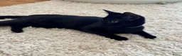 Domestic Shorthair cats for adoption: Maya, approx 6 month old kitten  - Advert 2