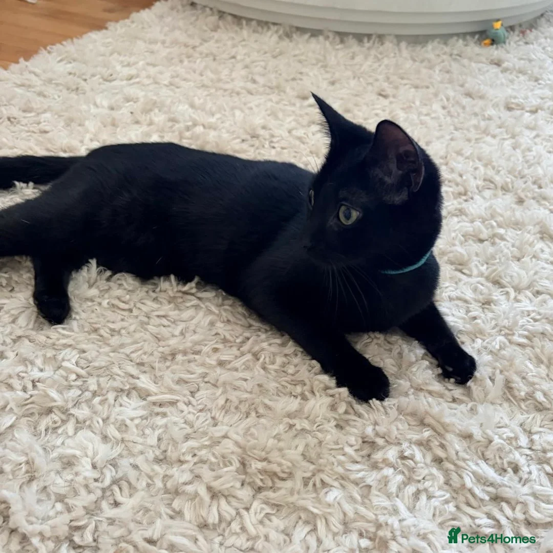 Domestic Shorthair cats for adoption: Maya, approx 6 month old kitten  - Advert 2
