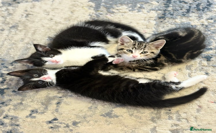 Domestic Shorthair cats - Advert 6