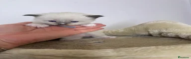 Ragdoll 1