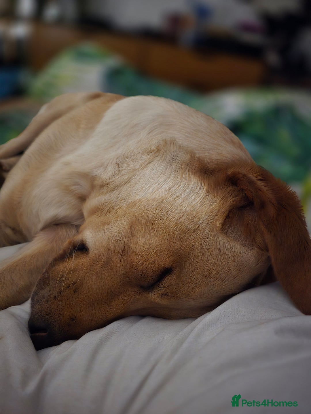 Labrador Retriever dogs for sale: Nova our bouncy young lady - Image 4