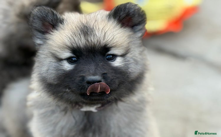 Eurasier dogs - Advert 1