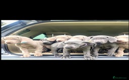 Weimaraner dogs for sale: BEAUTIFUL KC WEIM PUPS 2ND/FINAL LITTER  - Image 11