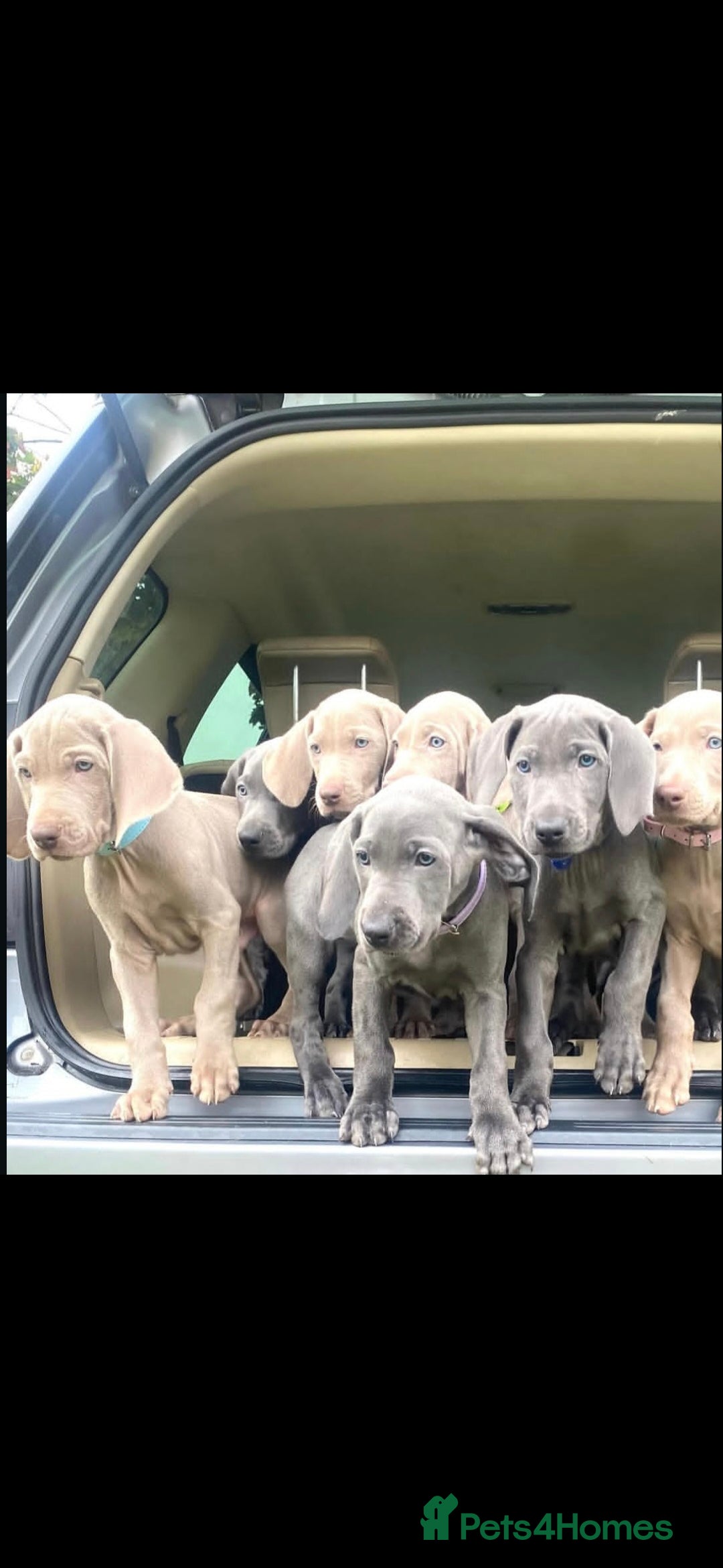 Weimaraner dogs for sale: BEAUTIFUL KC WEIM PUPS 2ND/FINAL LITTER  - Image 11