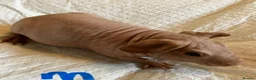 Guinea Pig rodents for sale: Skinny pig pups. Boys and girls  - Advert 13