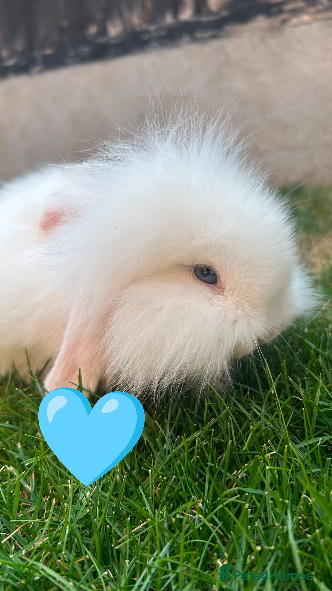 Mini Lion Lop rabbits lop x Lion head baby bunnies  - Advert 7