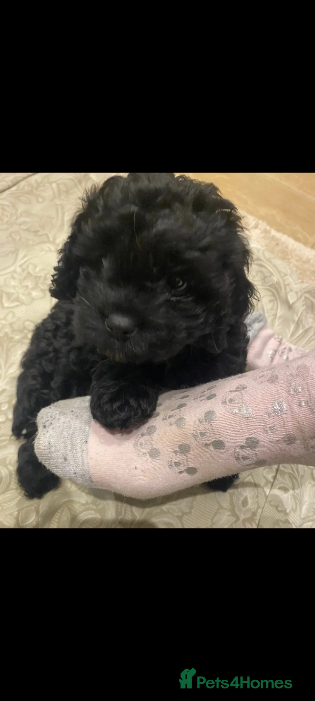 Cavapoo dogs for sale: Cavapoo baby - Advert 4
