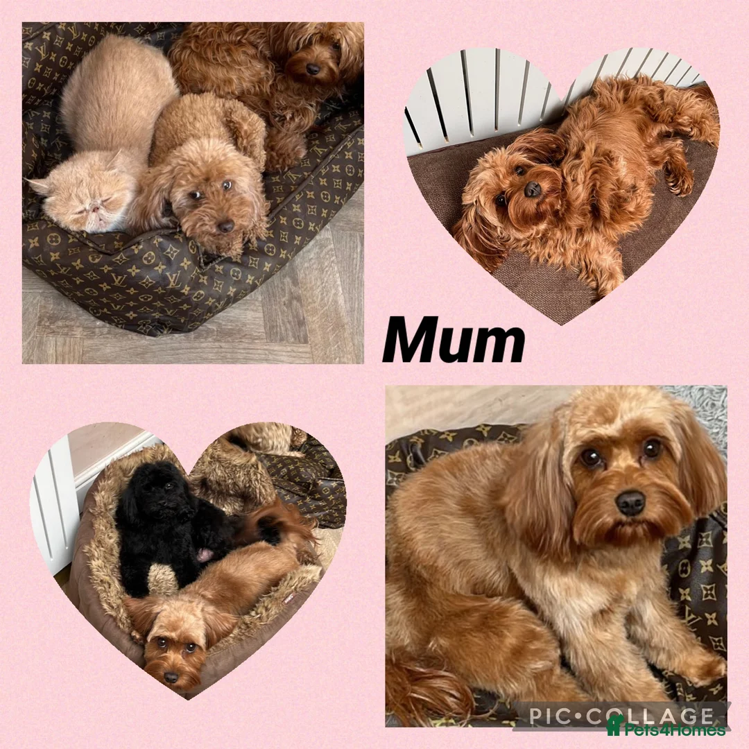 Cavapoo dogs for sale: Merlesque 5⭐️ F1b curly teddy bear coats  - Advert 2