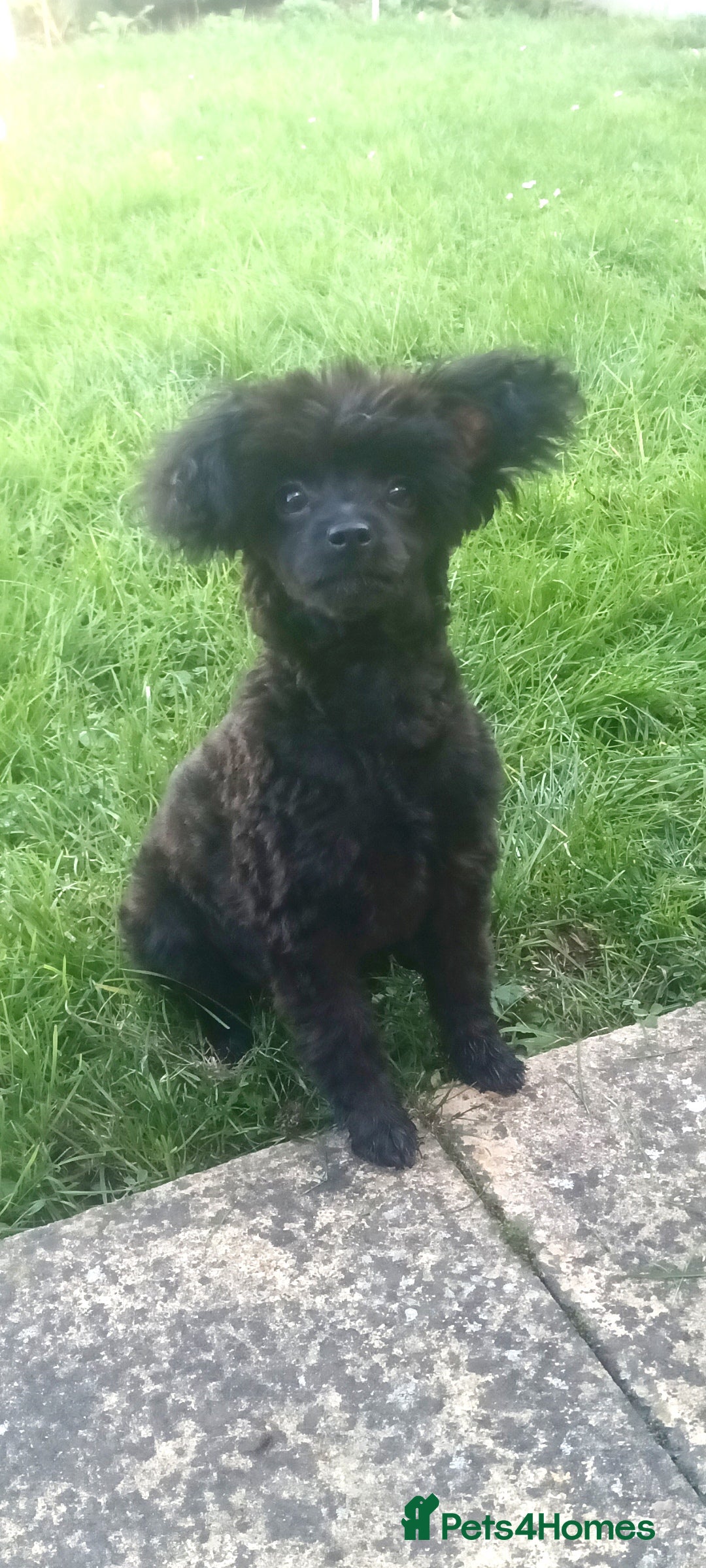 Pomapoo dogs Adorable little pomapoo male puppy. - Advert 14