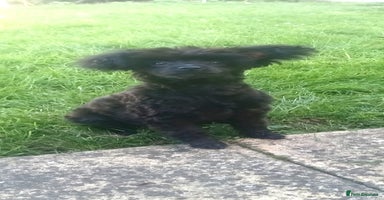 Pomapoo dogs Adorable little male F1 pomapoo puppy. - Advert 4