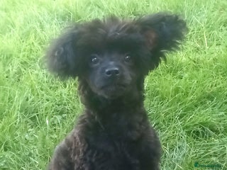 Pomapoo dogs Adorable little male F1 pomapoo puppy. - Advert 2
