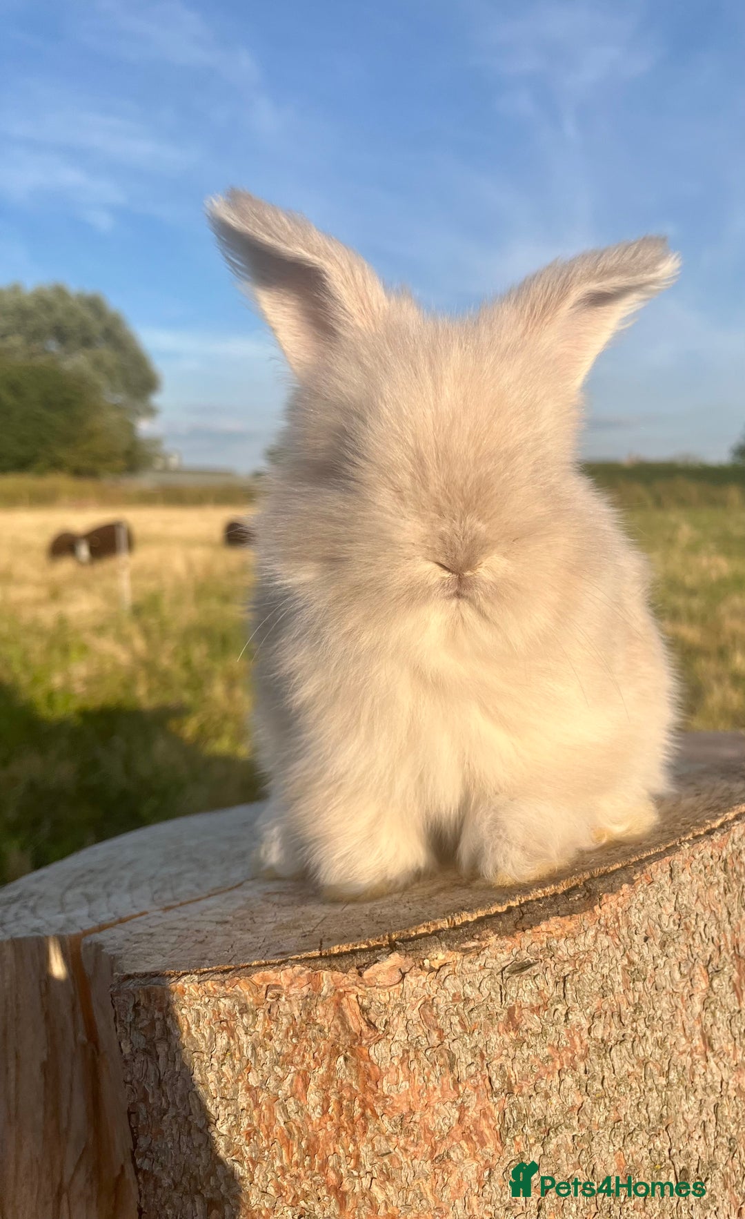 Angora rabbits for sale: Pedigree Full Faced & Maxi Faced English Angoras - Image 31