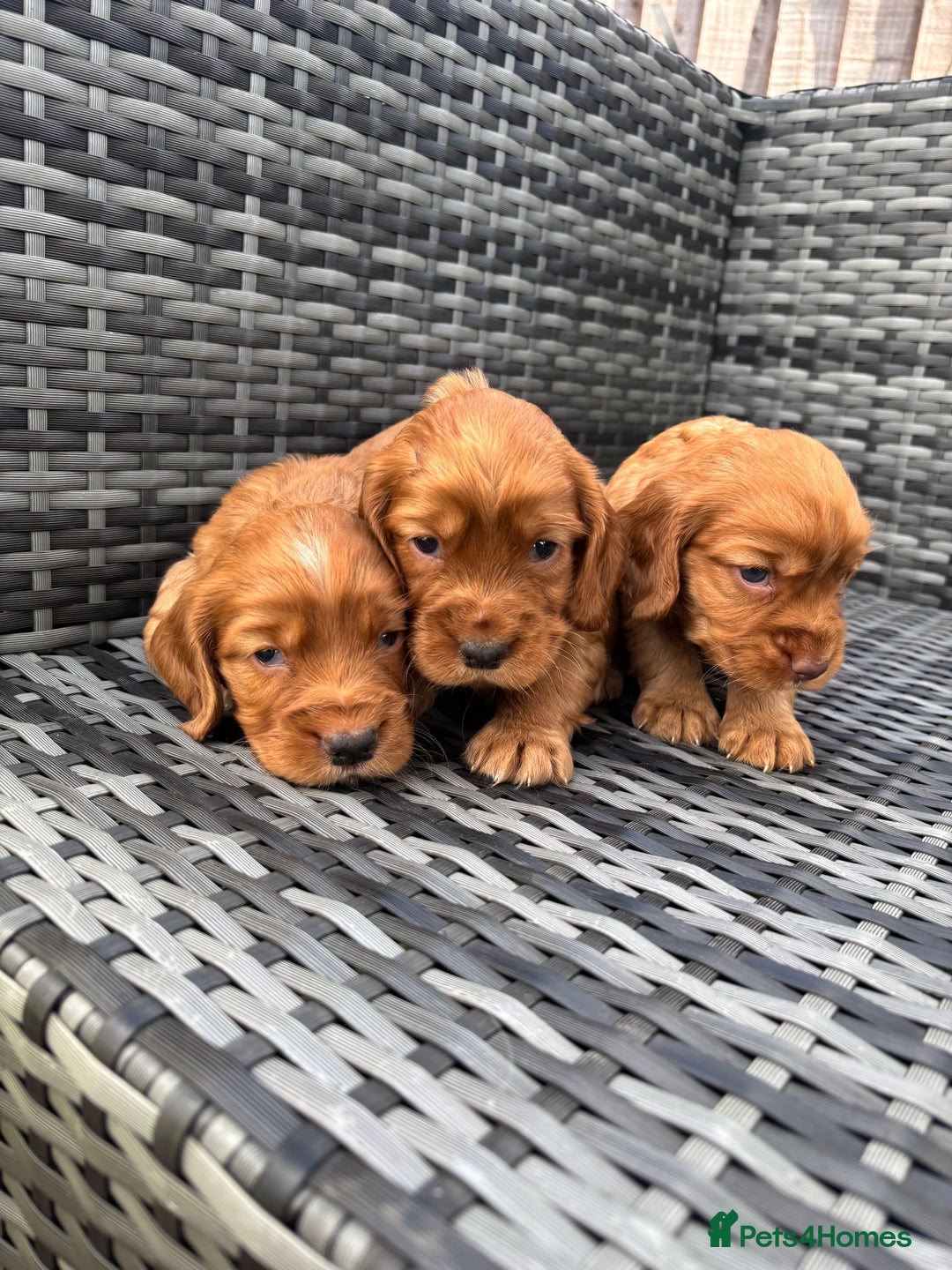 Cocker Spaniel dogs for sale: Gorgeous red cocker spaniels puppies  - Image 18