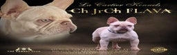 French Bulldog dogs for stud: Frenchie stud champion Flava  in Kings Langley - Advert 8