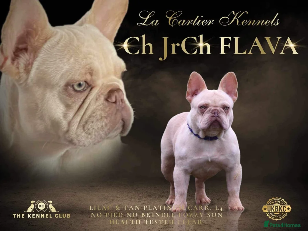 French Bulldog dogs for stud: Frenchie stud champion Flava  in Kings Langley - Advert 8