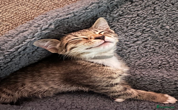 American Shorthair cats - Advert 2