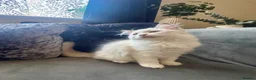 Ragdoll cats for sale: Purebreed Ragdoll kittens - Advert 14