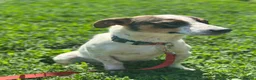 Mixed Breed dogs for adoption: 💙🐶 JAZZ – HE WANTS EVERYONE TO JOIN THE FUN - Advert 24