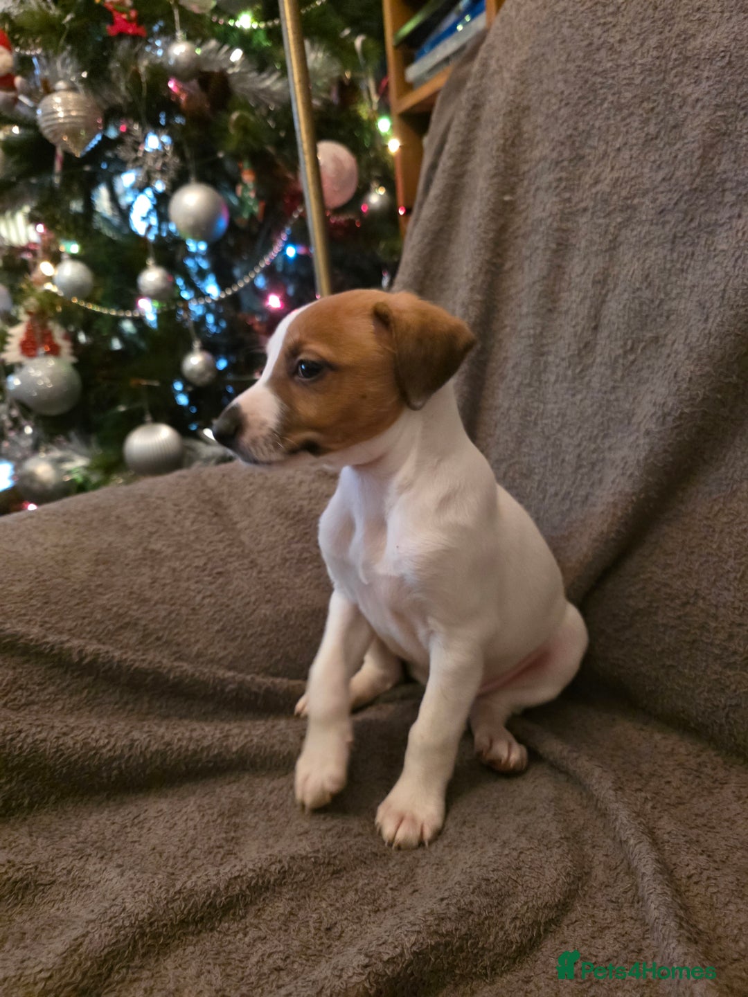 Mixed Breed dogs for sale: Italian Greyhound x Bull Greyhound Puppies - Advert 16