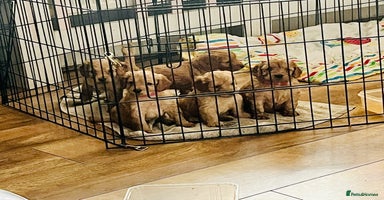Cockapoo dogs - Advert 3