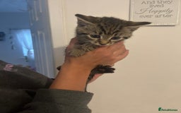 Mixed Breed cats for sale: 6 adorable kittens with different prints - Image 1