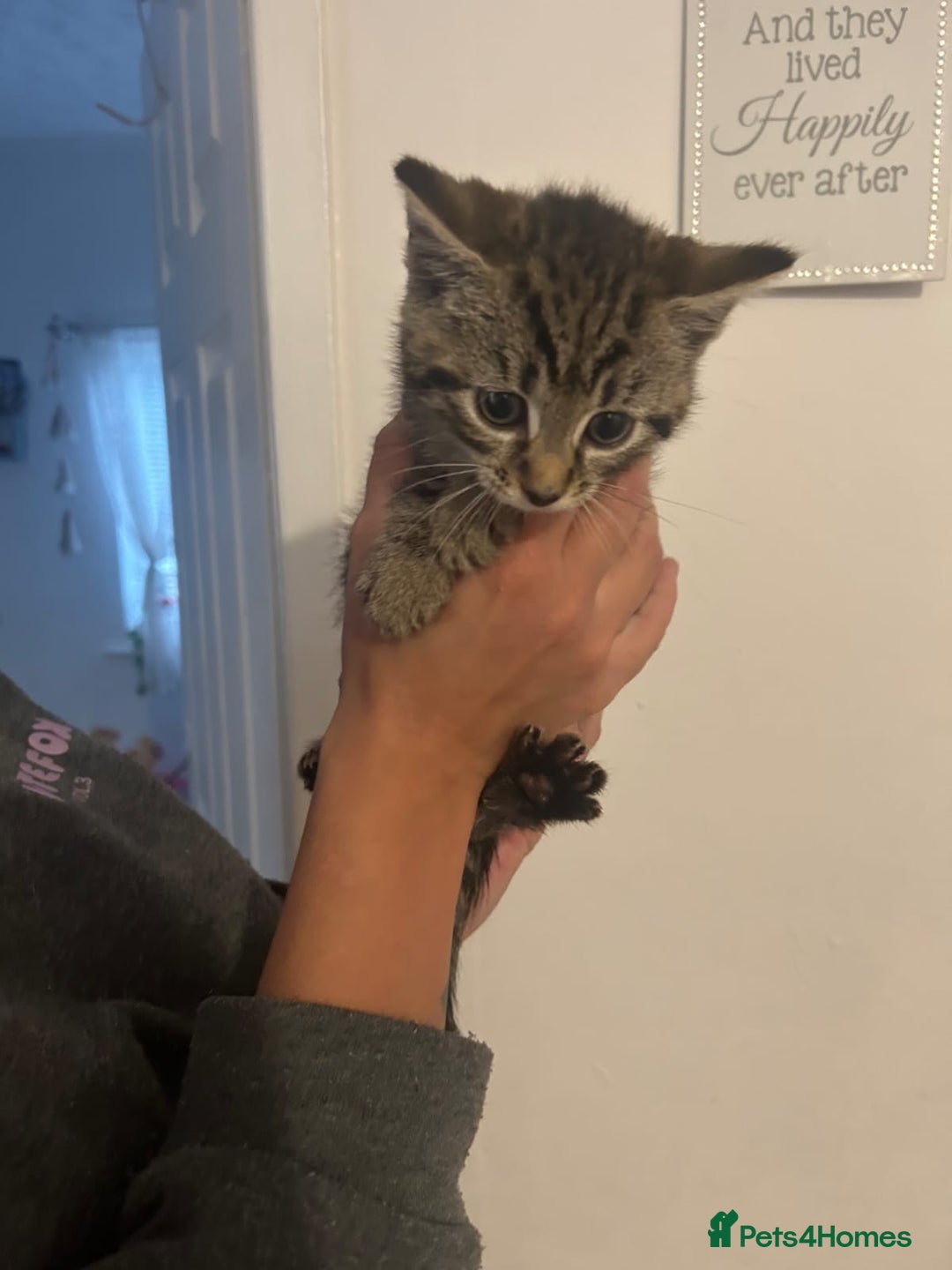 Mixed Breed cats for sale: 6 adorable kittens with different prints - Image 1