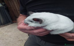 Chinchilla rodents for sale: Beautiful girls  - Image 2