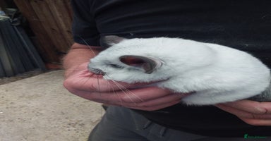 Chinchilla rodents - Advert 5