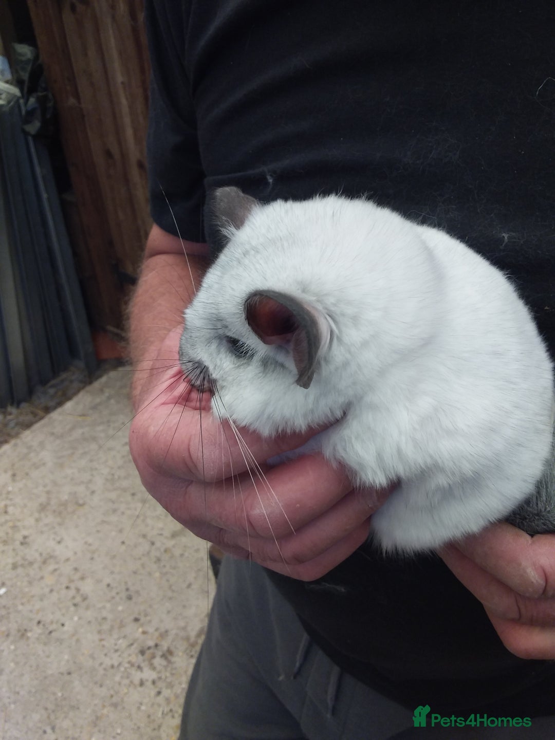 Chinchilla rodents for sale: Beautiful girls  - Image 2