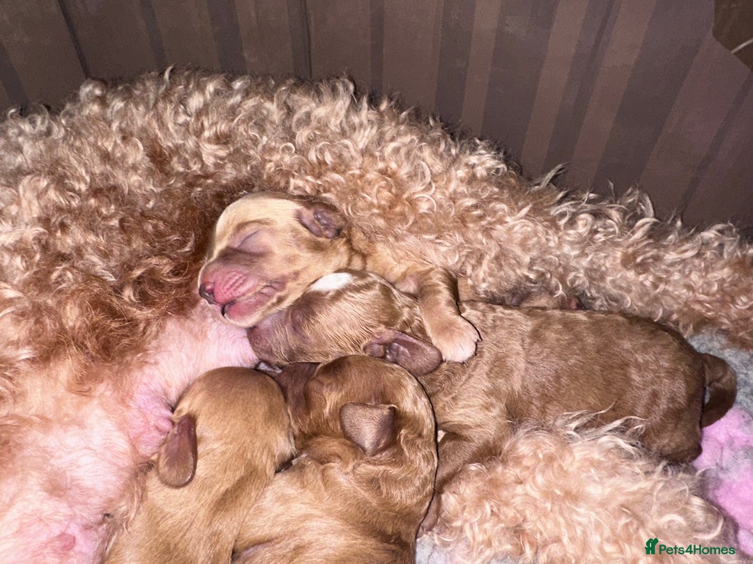 Cockapoo dogs for sale: Cockapoo - Advert 11